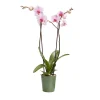 Castorama Orchidée 2 Tiges Avec Pot En Céramique 12cm, Assortiment -Castorama-Shop orchidee 2 tiges avec pot en ceramique 12cm assortiment3663602462934 02c