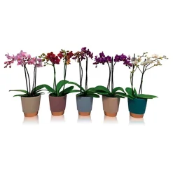 Castorama Orchidée 2 Tiges Hauteur 48 Cm Avec Pot