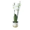 Castorama Orchidée Blanche 3 Tiges Avec Pot 12 Cm -Castorama-Shop orchidee blanche 3 tiges avec pot 12 cm5059340138411 02c