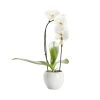 Castorama Orchidée Grandiflora Blanche 1 Tige Avec Pot En Céramique 14cm 2 Castorama Orchidée Grandiflora Blanche 1 Tige Avec Pot En Céramique 14cm -Castorama-Shop orchidee grandiflora blanche 1 tige avec pot en ceramique 14cm5059340052359 01c