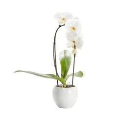 Castorama Orchidée Grandiflora Blanche 1 Tige Avec Pot En Céramique 14cm