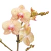 Castorama Orchidée Papillon 1 Tige, 12cm, Assortiment 2 Castorama Orchidée Papillon 1 Tige, 12cm, Assortiment -Castorama-Shop orchidee papillon 1 tige 12cm assortiment5059340052298 02c FR CF