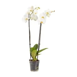 Castorama Orchidée Papillon 2 Tiges, 12cm, Assortiment