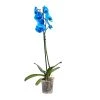 Castorama Orchidée Papillon Bleue 1 Tige, 12cm -Castorama-Shop orchidee papillon bleue 1 tige 12cm3663602462927 02c