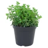 Castorama Origan, Pot 13 Cm -Castorama-Shop origan pot 13 cm5059340083926 02c