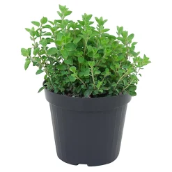 Castorama Origan, Pot 13 Cm