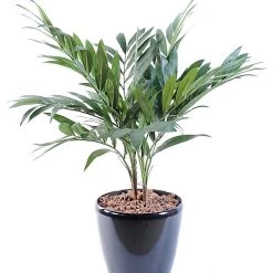 Castorama Palmier Parlour Artificiel