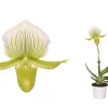 Castorama Paphiopedilum Femma 1 -Castorama-Shop paphiopedilum femma 15059340186900 01c FR CF
