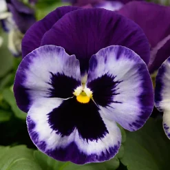 Castorama Pensée Assortiment En Pot 13 Cm