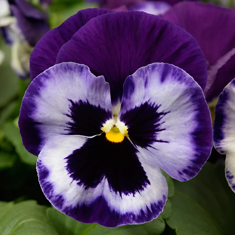 Castorama Pensée Assortiment En Pot 13 Cm 3 Castorama Pensée Assortiment En Pot 13 Cm