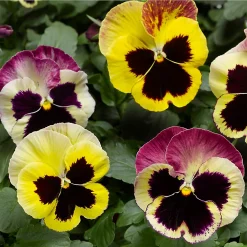 Castorama Pensée Eye To Eye Lot De 6 Pots