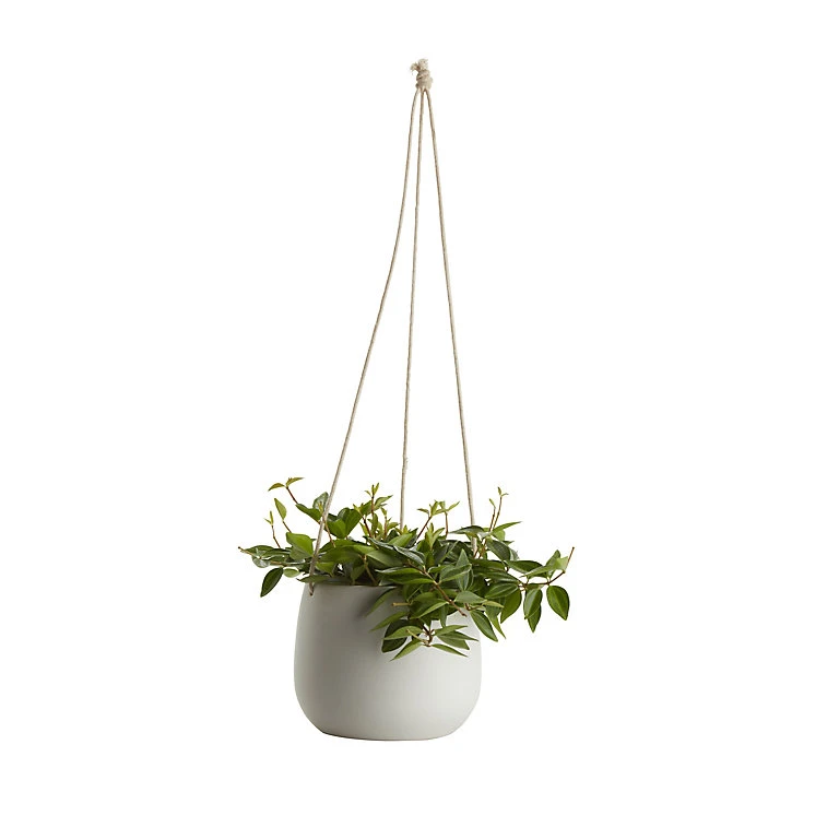 Castorama Peperomia, Pot En Céramique Suspendu, 13cm 3 Castorama Peperomia, Pot En Céramique Suspendu, 13cm