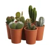 Castorama Petit Cactus Avec Pot En Terre Cuite, 5,5cm 2 Castorama Petit Cactus Avec Pot En Terre Cuite, 5,5cm -Castorama-Shop petit cactus avec pot en terre cuite 5 5cm5059340052922 02c