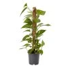 Castorama Petit Pothos Sur Tuteur En Mousse 19cm -Castorama-Shop petit pothos sur tuteur en mousse 19cm3663602462491 02c