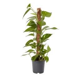 Castorama Petit Pothos Sur Tuteur En Mousse 19cm