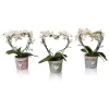 Castorama Phalaenopsis Cœur 1 Castorama Phalaenopsis Cœur -Castorama-Shop phalaenopsis c ur8719194204201 01c FR CF