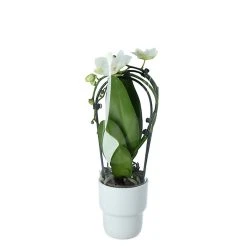 Castorama Phalenopsis Pot Cascade 9 Cm