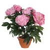 Castorama Pivoine Rose Artificiel ø45 X H.50 Cm En Pot Campana Terra ø17,5 Cm -Castorama-Shop pivoine rose artificiel 45 x h 50 cm en pot campana terra 17 5 cm8712293478139 01c FR CF
