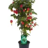 Castorama Plante Abutilon X Hybrida Tige 19 -Castorama-Shop plante abutilon x hybrida tige 193533840470438 01c fr cf
