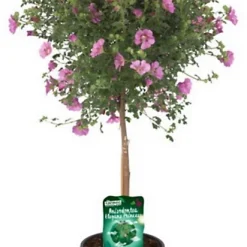 Castorama Plante Anisodontea Capensis Tige 19