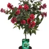 Castorama Plante Cestrum Rubrum Tige 19 -Castorama-Shop plante cestrum rubrum tige 193533840470469 01c fr cf