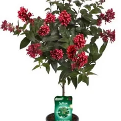 Castorama Plante Cestrum Rubrum Tige 19