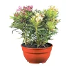 Castorama Plante D'extérieur Type Laurier Rose En 3 Variétés Différentes Hauteur 40 à 50 Cm En Pot 1 Castorama Plante D'extérieur Type Laurier Rose En 3 Variétés Différentes Hauteur 40 à 50 Cm En Pot -Castorama-Shop plante d exterieur type laurier rose en 3 varietes differentes hauteur 40 a 50 cm en pot3533840328951 01c FR CF