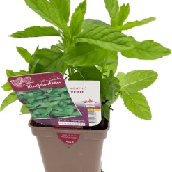 Castorama Plante D'extérieur Type Menthe Verte En Pot De 0,5 L