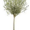 Castorama Plante D'extérieur Type Olivier Ø20 à 30 Cm En Pot De 50 L -Castorama-Shop plante d exterieur type olivier 20 a 30 cm en pot de 50 l8436535882057 02c