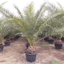 Castorama Plante D'extérieur Type Phoenix Canariensis Hauteur 160 à 180 Cm En Pot De 18 L