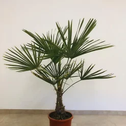 Castorama Plante D'extérieur Type Trachycarpu Fortuneii Hauteur 60 à 80 Cm En Pot De 15 L