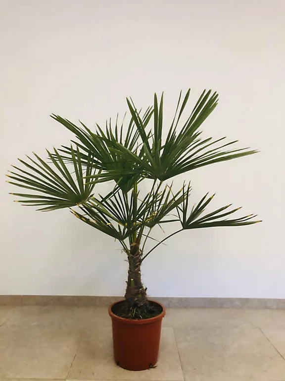 Castorama Plante D'extérieur Type Trachycarpu Fortuneii Hauteur 60 à 80 Cm En Pot De 15 L