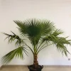 Castorama Plante D'extérieur Type Washingtonia Robusta Hauteur 60 à 80 Cm En Pot De 15 L -Castorama-Shop plante d exterieur type washingtonia robusta hauteur 60 a 80 cm en pot de 15 l8436565890695 01c FR CF