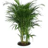 Castorama Plante D'intérieur En Pot Dypsis Lutescens Palmier Papillon H.130 Cm -Castorama-Shop plante d interieur en pot dypsis lutescens palmier papillon h 130 cm5063022013026 01c FR CF