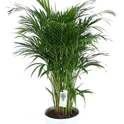 Castorama Plante D'intérieur En Pot Dypsis Lutescens Palmier Papillon H.130 Cm
