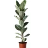 Castorama Plante D'intérieur En Pot Ficus Elastica Tineke H.145 Cm -Castorama-Shop plante d interieur en pot ficus elastica tineke h 145 cm5063022013040 01c FR CF
