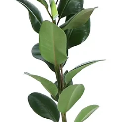 Castorama Plante D'intérieur Ficus Elastica Robusta H.145 Cm