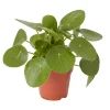 Castorama Plante Du Missionnaire 12cm -Castorama-Shop plante du missionnaire 12cm5059340052250 01c