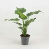Castorama Plante En Pot Alocasia Mix ∅12 Cm -Castorama-Shop plante en pot alocasia mix 12 cm5059340224930 01c fr cf