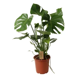 Castorama Plante En Pot Monstera ∅12 Cm
