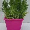 Castorama Plante Grasse En Pot Ø 20 Cm