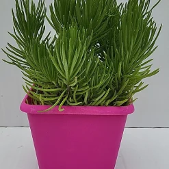 Castorama Plante Grasse En Pot Ø 20 Cm