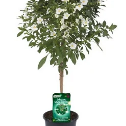 Castorama Plante Solanum White Charles Rantonnetii Mix Tige 19