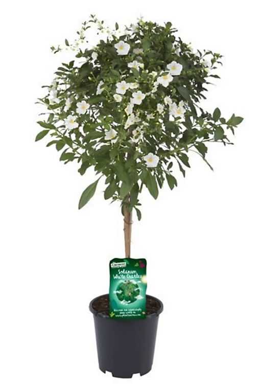 Castorama Plante Solanum White Charles Rantonnetii Mix Tige 19 3 Castorama Plante Solanum White Charles Rantonnetii Mix Tige 19