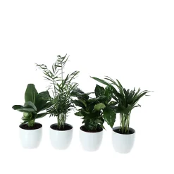 Castorama Plante Verte 12cm Avec Pot Blanc (x 4)