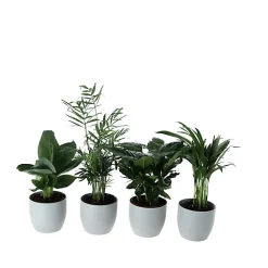 Castorama Plante Verte 12cm Avec Pot Gris (x 4)