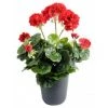 Castorama Pot Geranium Artificiel -Castorama-Shop pot geranium artificiel3700543508113 01c FR CF