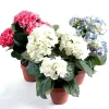 Castorama Pot Hortensia Artificiel 5 Têtes -Castorama-Shop pot hortensia artificiel 5 tetes3700543500490 01c FR CF
