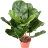 Castorama Pot Lyrata Artificiel 1 Castorama Pot Lyrata Artificiel -Castorama-Shop pot lyrata artificiel3700543500124 01c FR CF