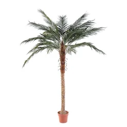 Castorama Pot Phoenix Palm H.210 Cm